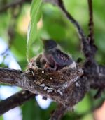 Hummingbird Chick Getting Eaten Alive By Ants