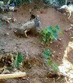 Falcon Attempts To Grab A Chick From A Chicken Coop And Proceeds To Get Torn Apart By Said Chickens