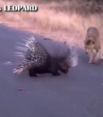Patient Leopard Vs Cocky Porcupine