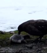Skua Eats Baby Penguin Alive